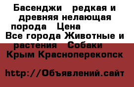 Басенджи - редкая и древняя нелающая порода › Цена ­ 50 000 - Все города Животные и растения » Собаки   . Крым,Красноперекопск